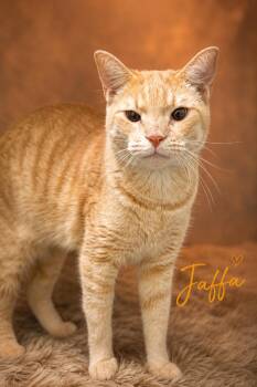 Jaffa (FCID# 06/29/2026 - 53 Trainer) -  Tabby Cat for Adoption in Greenville, Delaware - Jaffa (FCID# 06/29/2026 - 53 Trainer) | PetCurious