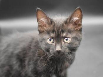 Swan -  Domestic Short Hair Cat for Adoption in Portland, Oregon - Swan | PetCurious