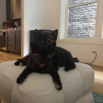 Affo-cat-o -  Domestic Short Hair Cat for Adoption in Chicago, Illinois - Affo-cat-o | PetCurious