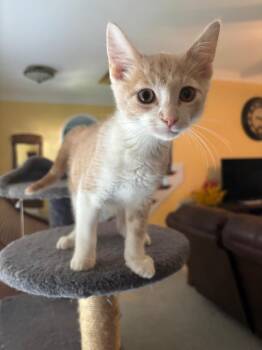 Gator26 -  Domestic Short Hair Cat for Adoption in Youngsville, North Carolina - Gator26 | PetCurious