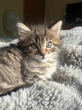 Rescue Domestic Medium Hair Cats for Adoption in Vashon, Washington - Cupcake | PetCurious