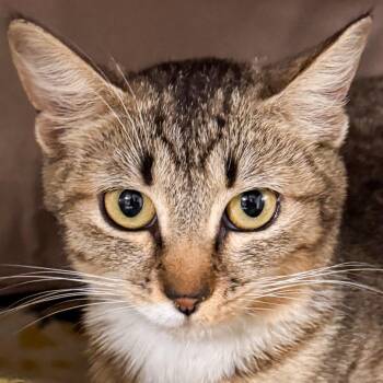 Nori -  Domestic Short Hair Cat for Adoption in Kennebunk, Maine - Nori | PetCurious