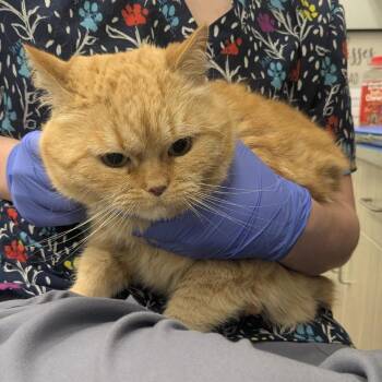 Domestic Short Hair and Mixed Breed Cats Available for Adoption in Chattanooga, Tennessee - Lucy | PetCurious