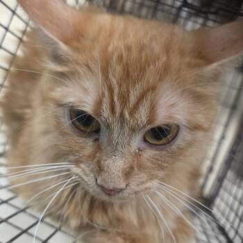 Lilly -  Domestic Short Hair Cat for Adoption in Lufkin, Texas - Lilly | PetCurious