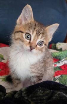 Juno -  Tabby Cat for Adoption in York, Nebraska - Juno | PetCurious