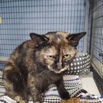 Domestic Short Hair Cats Available for Adoption - Charlotte | PetCurious