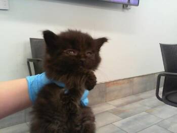 SKEETER -  Domestic Long Hair Cat for Adoption in Charlotte, North Carolina - SKEETER | PetCurious