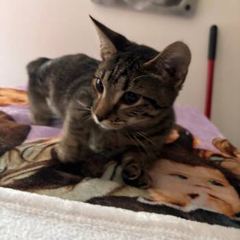 Felipe -  Domestic Short Hair Cat for Adoption in Allentown, Pennsylvania - Felipe | PetCurious