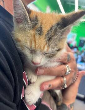 Payton -  Domestic Short Hair Cat for Adoption in Grand Rapids, Michigan - Payton | PetCurious