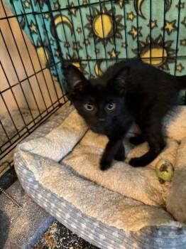 Gunner -  Domestic Short Hair Cat for Adoption in Camp Hill, Pennsylvania - Gunner | PetCurious