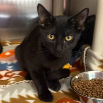 Pennhurst Asylum -  Domestic Short Hair Cat for Adoption - Pennhurst Asylum | PetCurious