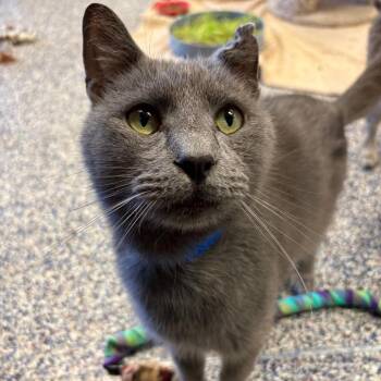 Pecorino -  Domestic Short Hair Cat for Adoption in Fairport, New York - Pecorino | PetCurious