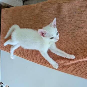 Luna -  Domestic Short Hair Cat for Adoption in Hinesville, Georgia - Luna | PetCurious
