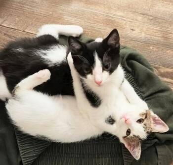 Yobaba -  Domestic Short Hair Cat for Adoption in Knoxville, Tennessee - Yobaba | PetCurious