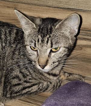 Aussie -  Domestic Short Hair Cat for Adoption in Evergreen, Colorado - Aussie | PetCurious