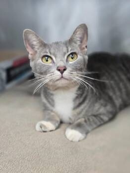 Judith IN FOSTER -  Domestic Short Hair Cat for Adoption in Danielsville, Georgia - Judith IN FOSTER | PetCurious
