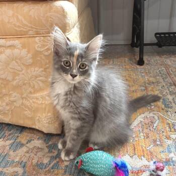 Chleo -  Domestic Short Hair Cat for Adoption in Mondovi, Wisconsin - Chleo | PetCurious