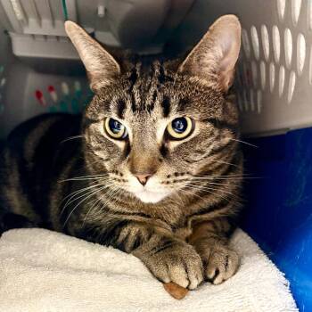 Domestic Short Hair Cats Available for Adoption - Cory | PetCurious