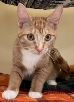 Domestic Short Hair Cats Available for Adoption in Menomonie, Wisconsin - Chocolate | PetCurious