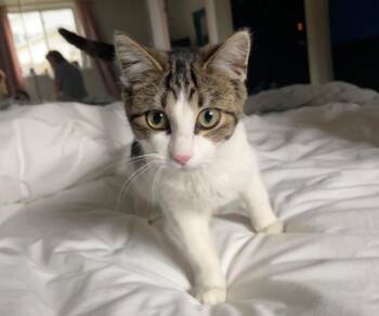 Mae -  Domestic Short Hair Cat for Adoption in Bloomington, Indiana - Mae | PetCurious