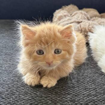 Hot Wheels -  Domestic Medium Hair Cat for Adoption in Oconto, Wisconsin - Hot Wheels | PetCurious