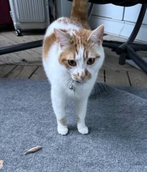 Rambo (& Ginger) -  Domestic Short Hair Cat for Adoption in Fairfax, Virginia - Rambo (& Ginger) | PetCurious