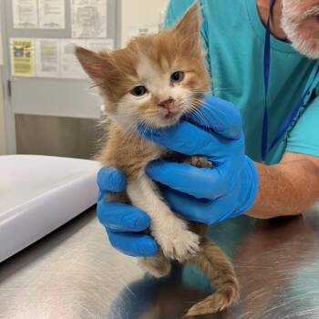 Kylo -  Domestic Medium Hair Cat for Adoption in Las Cruces, New Mexico - Kylo | PetCurious