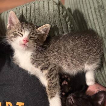 Meiosis -  Domestic Short Hair Cat for Adoption in St. Louis, Missouri - Meiosis | PetCurious