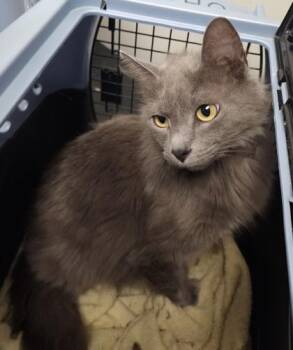 Domestic Medium Hair and Domestic Short Hair Cats Available for Adoption in Seneca, South Carolina - MG $150 @ PetSmart | PetCurious