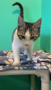 Domestic Short Hair Cats Available for Adoption - Dasher | PetCurious