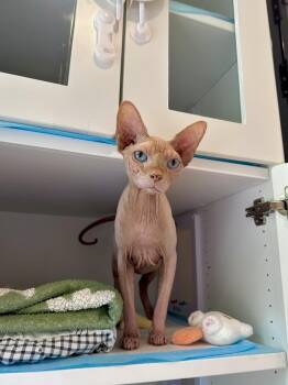 Cashew -  Sphynx Hairless Cat Cat for Adoption in Ramsey, New Jersey - Cashew | PetCurious