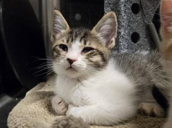 Domestic Short Hair Cats Available for Adoption in Martinez, California - LILY | PetCurious
