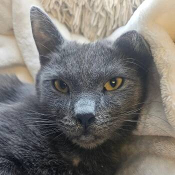 Indy -  Nebelung Cat for Adoption in Villa Park, California - Indy | PetCurious