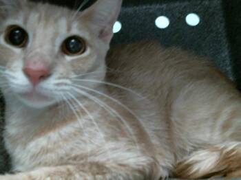 A2080831 -  Domestic Short Hair Cat for Adoption in Houston, Texas - A2080831 | PetCurious