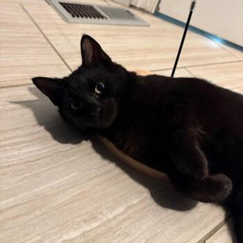 Domestic Short Hair Cats Available for Adoption in Newark, New Jersey - Megan | PetCurious