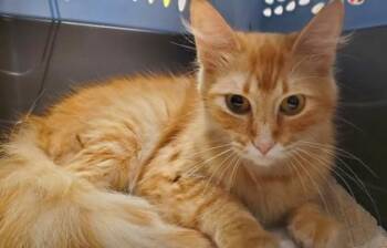 Jamie -  Domestic Long Hair and Domestic Short Hair Cat for Adoption in Kansas City, Missouri - Jamie | PetCurious