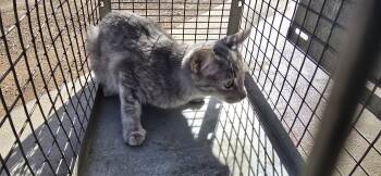 Rescue Domestic Short Hair Cats for Adoption in Clovis, New Mexico - Allie | PetCurious