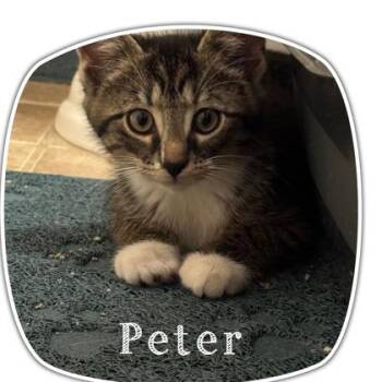 Peter -  Domestic Medium Hair and Domestic Short Hair Cat for Adoption in Port Republic, Maryland - Peter | PetCurious