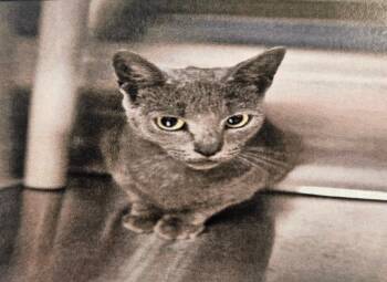 Rescue Domestic Short Hair Cats for Adoption in Triana, Alabama - Emmy Lou | PetCurious