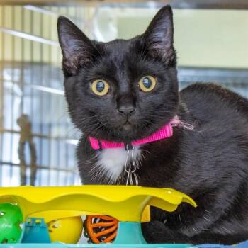 Domestic Short Hair Cats Available for Adoption in St. Louis, Missouri - HONEYBEE | PetCurious