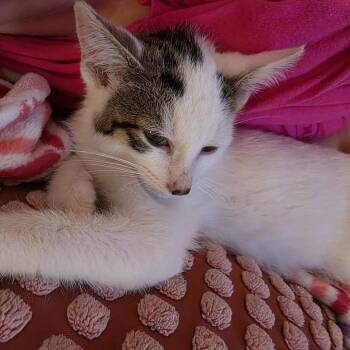 Richard Hammond -  American Shorthair Cat for Adoption in Madison, Wisconsin - Richard Hammond | PetCurious