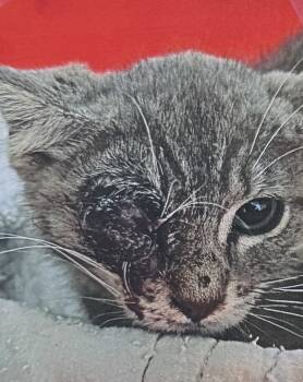 Rescue Domestic Short Hair Cats for Adoption in Fort Madison, Iowa - Cyclops | PetCurious