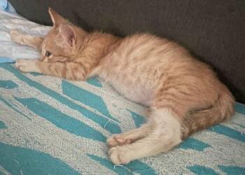 Rescue Domestic Short Hair Cats for Adoption in Philadelphia, Pennsylvania - Lucia | PetCurious