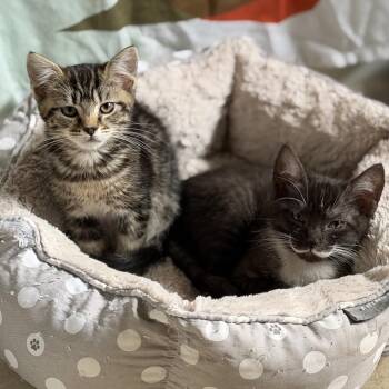 Salmon -  American Shorthair Cat for Adoption in Sacramento, California - Salmon | PetCurious