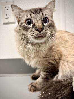 Otis -  Siamese Cat for Adoption in Kalamazoo, Michigan - Otis | PetCurious