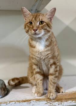 Rescue Domestic Short Hair Cats for Adoption in Ashland, Ohio - Zeus | PetCurious