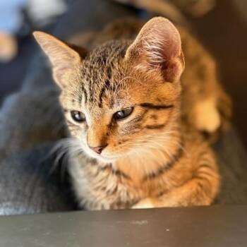 Rescue Tabby Cats for Adoption in Minneapolis, Minnesota - Lita | PetCurious