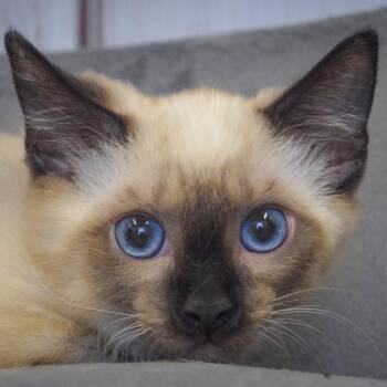 Soba -  Siamese and Domestic Short Hair Cat for Adoption in Huntley, Illinois - Soba | PetCurious