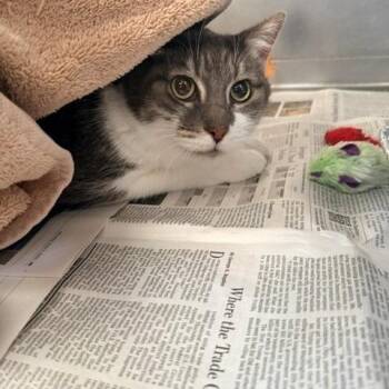Lucky -  Domestic Short Hair Cat for Adoption in Hawthorne, California - Lucky | PetCurious