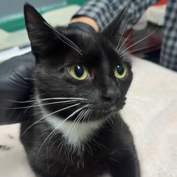 Dotty -  Domestic Short Hair Cat for Adoption in Lakewood, Colorado - Dotty | PetCurious
